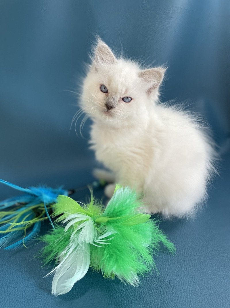 Zelia De La Croisette Femelle Ragdoll