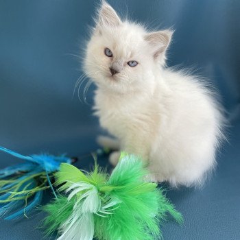Zelia De La Croisette Femelle Ragdoll