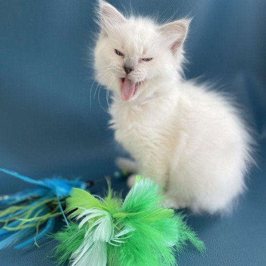 chaton Ragdoll violet Les Ragdolls de la Croisette