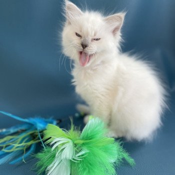 chaton Ragdoll violet Les Ragdolls de la Croisette chaton Ragdoll violet Les Ragdolls de la Croisette