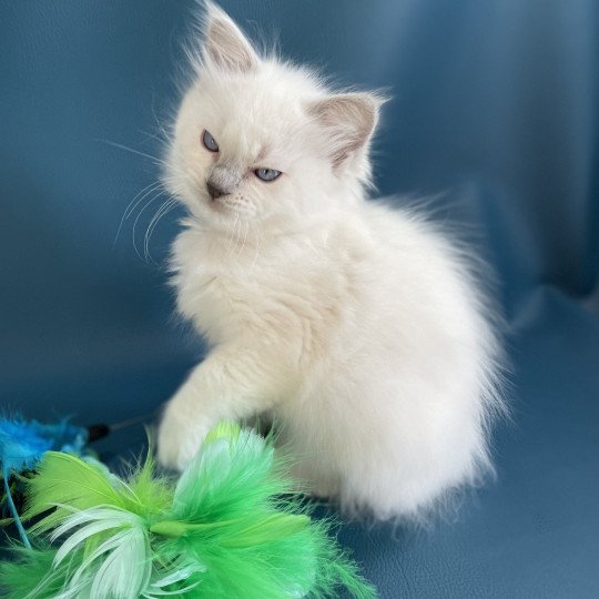 chaton Ragdoll violet Les Ragdolls de la Croisette