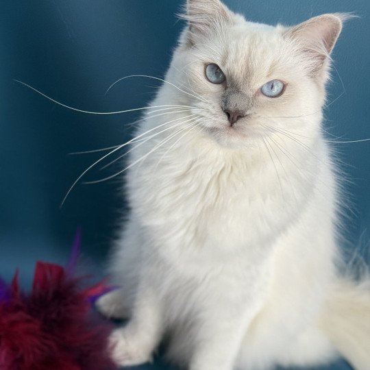 chaton Ragdoll lilac point Zelia Les Ragdolls de la Croisette