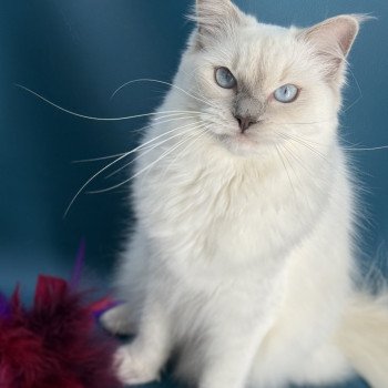 chaton Ragdoll lilac point Zelia Les Ragdolls de la Croisette chaton Ragdoll lilac point Zelia Les Ragdolls de la Croisette