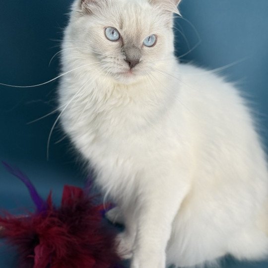 chaton Ragdoll lilac point Zelia Les Ragdolls de la Croisette