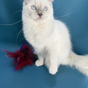 chaton Ragdoll lilac point Zelia Les Ragdolls de la Croisette chaton Ragdoll lilac point Zelia Les Ragdolls de la Croisette