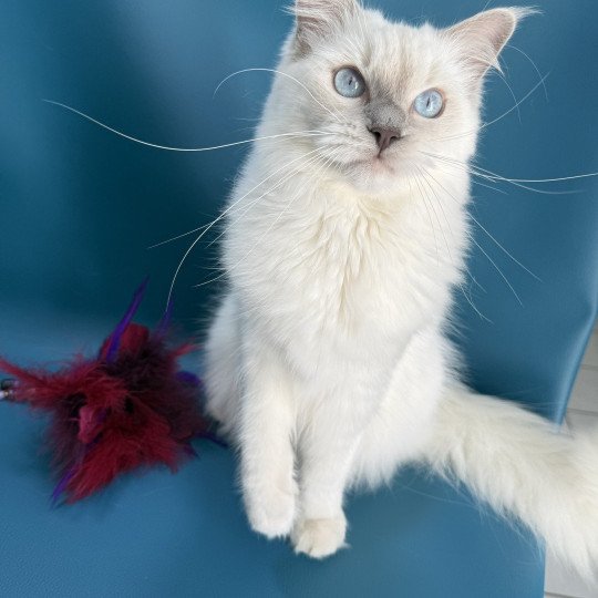 chaton Ragdoll lilac point Zelia Les Ragdolls de la Croisette