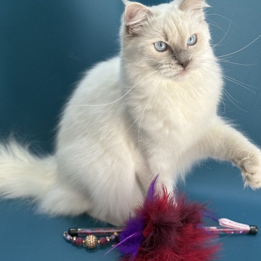 chaton Ragdoll lilac point Zelia Les Ragdolls de la Croisette