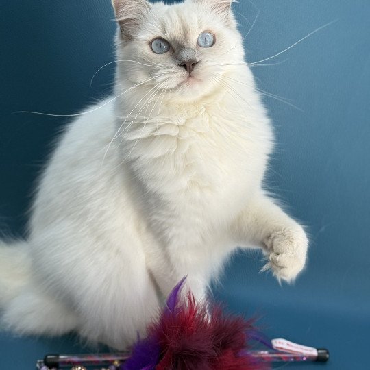 chaton Ragdoll lilac point Zelia Les Ragdolls de la Croisette
