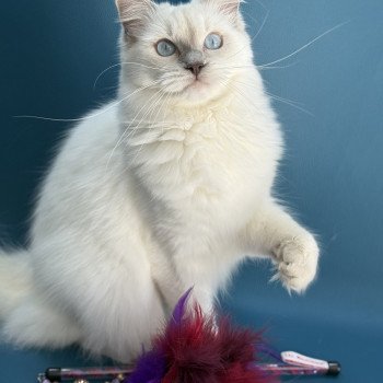 chaton Ragdoll lilac point Zelia Les Ragdolls de la Croisette chaton Ragdoll lilac point Zelia Les Ragdolls de la Croisette