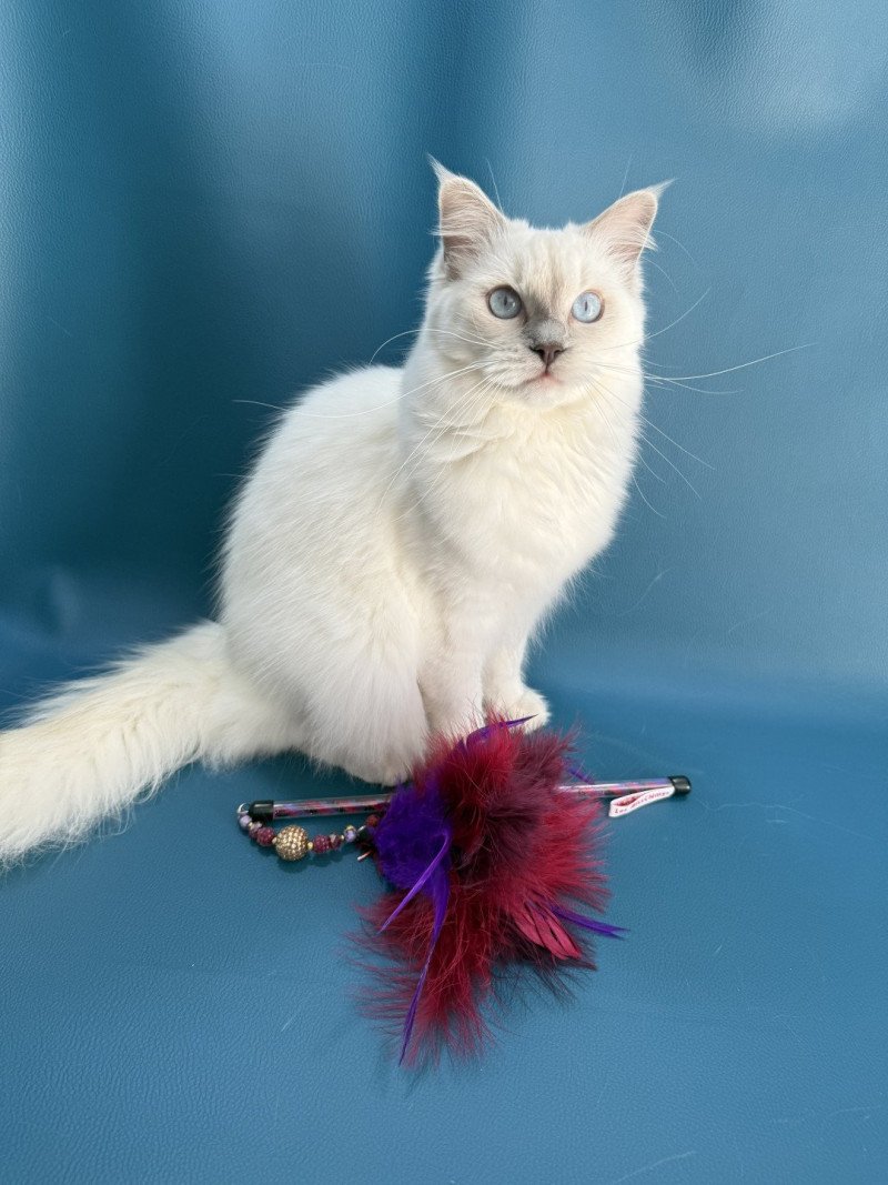 Zelia De La Croisette Femelle Ragdoll
