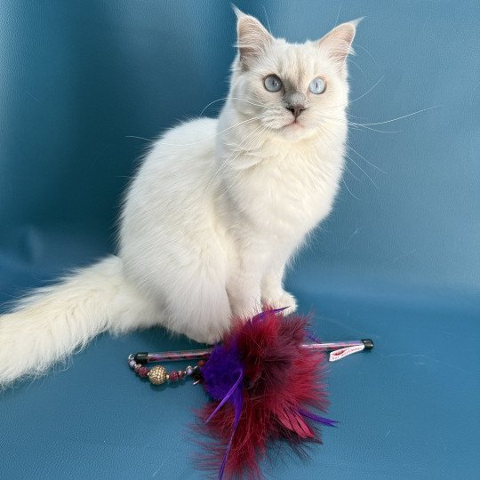 chaton Ragdoll lilac point Zelia Les Ragdolls de la Croisette