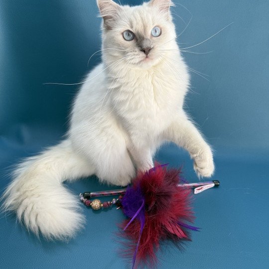 chaton Ragdoll lilac point Zelia Les Ragdolls de la Croisette