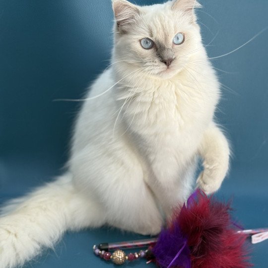 chaton Ragdoll lilac point Zelia Les Ragdolls de la Croisette