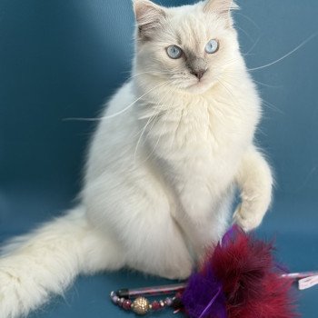 chaton Ragdoll lilac point Zelia Les Ragdolls de la Croisette chaton Ragdoll lilac point Zelia Les Ragdolls de la Croisette
