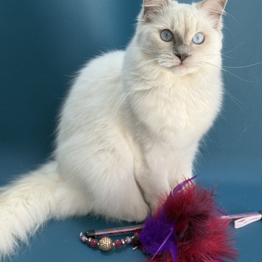 chaton Ragdoll lilac point Zelia Les Ragdolls de la Croisette