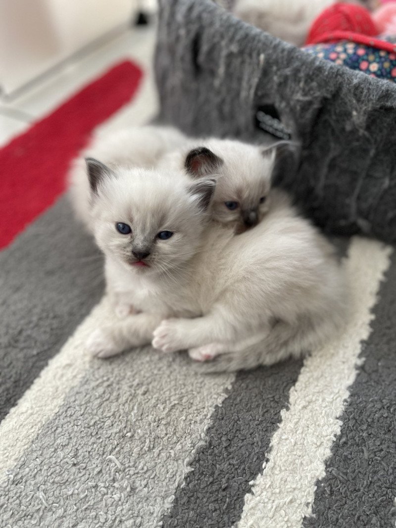 Violet De La Croisette Mâle Ragdoll