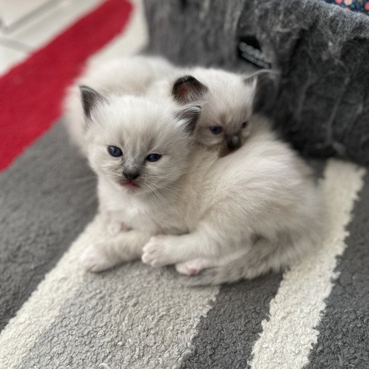chaton Ragdoll Violet Les Ragdolls de la Croisette