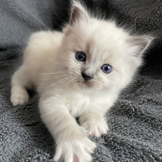 chaton Ragdoll blue point mitted Violet Les Ragdolls de la Croisette