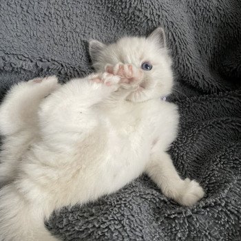 chaton Ragdoll blue point mitted Violet Les Ragdolls de la Croisette chaton Ragdoll blue point mitted Violet Les Ragdolls de la Croisette