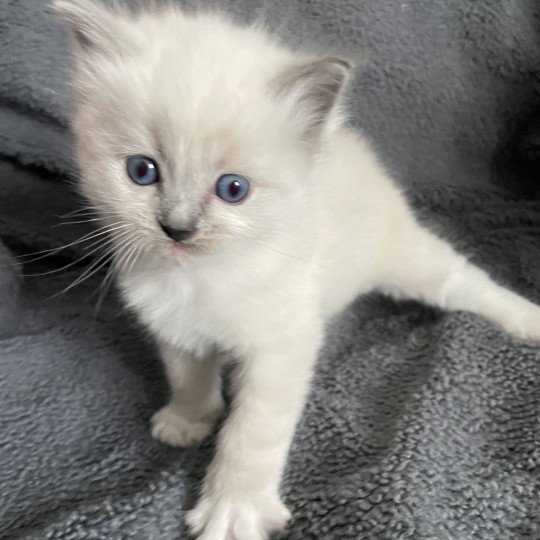 chaton Ragdoll blue point mitted Violet Les Ragdolls de la Croisette