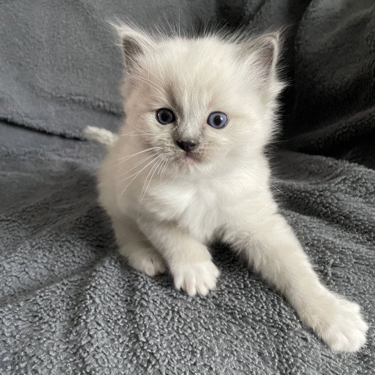 chaton Ragdoll blue point mitted Violet Les Ragdolls de la Croisette
