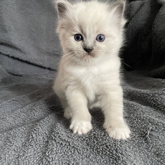 chaton Ragdoll blue point mitted Violet Les Ragdolls de la Croisette
