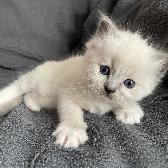 chaton Ragdoll blue point mitted Violet Les Ragdolls de la Croisette