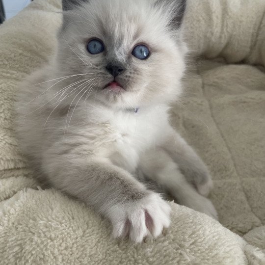 chaton Ragdoll blue point mitted Violet Les Ragdolls de la Croisette