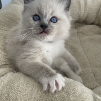 chaton Ragdoll blue point mitted Violet Les Ragdolls de la Croisette chaton Ragdoll blue point mitted Violet Les Ragdolls de la Croisette