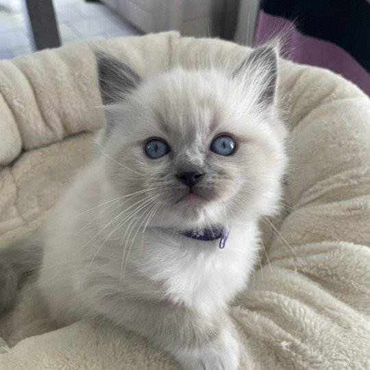 chaton Ragdoll blue point mitted Violet Les Ragdolls de la Croisette
