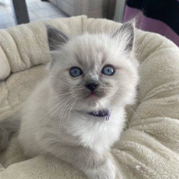 chaton Ragdoll blue point mitted Violet Les Ragdolls de la Croisette chaton Ragdoll blue point mitted Violet Les Ragdolls de la Croisette