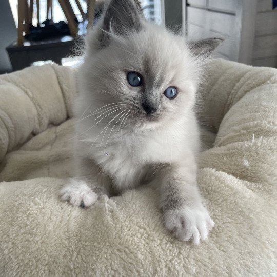 chaton Ragdoll blue point mitted Violet Les Ragdolls de la Croisette