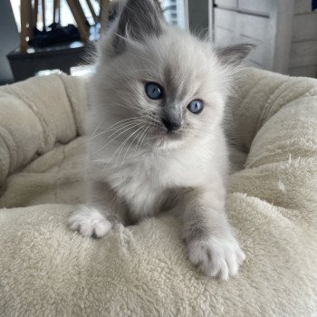 chaton Ragdoll blue point mitted Violet Les Ragdolls de la Croisette chaton Ragdoll blue point mitted Violet Les Ragdolls de la Croisette