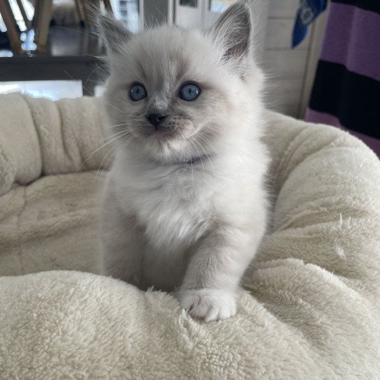chaton Ragdoll blue point mitted Violet Les Ragdolls de la Croisette