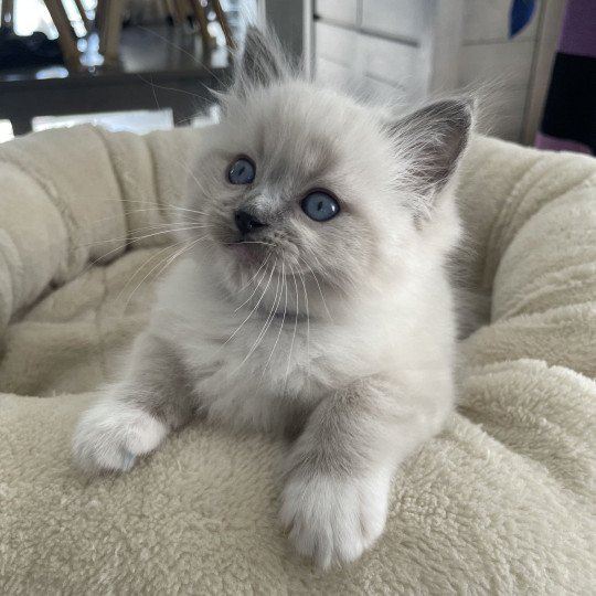 chaton Ragdoll blue point mitted Violet Les Ragdolls de la Croisette