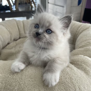 chaton Ragdoll blue point mitted Violet Les Ragdolls de la Croisette chaton Ragdoll blue point mitted Violet Les Ragdolls de la Croisette