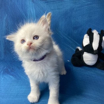 chaton Ragdoll Violet Les Ragdolls de la Croisette