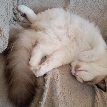 Chaton Ragdoll seal point mitted