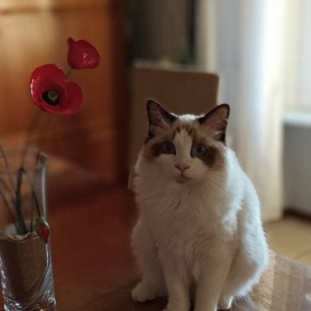 Chaton Ragdoll seal tabby point & blanc