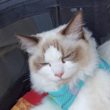 Chaton Ragdoll seal point & blanc