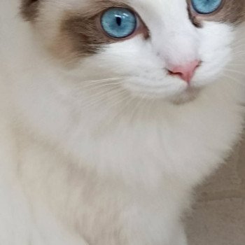 Chaton Ragdoll blue mink mitted