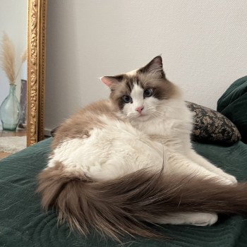 Chaton Ragdoll seal point mitted