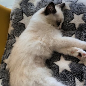 Chaton Ragdoll seal point