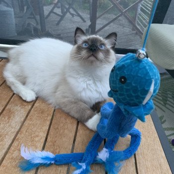 Chaton Ragdoll blue point
