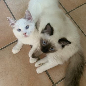 Chaton Ragdoll seal point