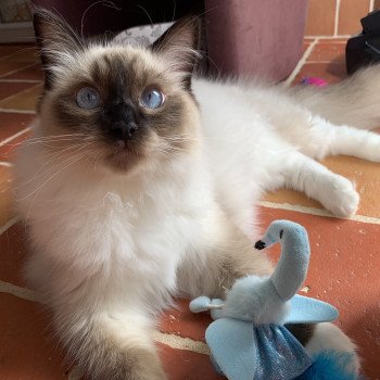 Chaton Ragdoll blue point mitted