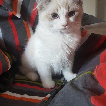 Chaton Ragdoll chocolate point mitted