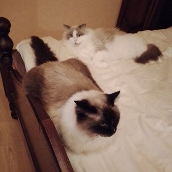 Chaton Ragdoll seal tabby point & blanc