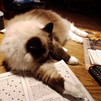 Chat Ragdoll seal point mitted