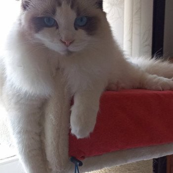 Chaton Ragdoll seal point mitted